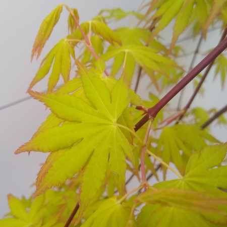 Acer 90cm Cascade Gold - image 2