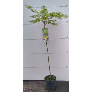 Acer 90cm Emerald Lace