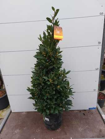 Bay Tree Conical (1.2m)