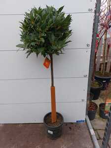 Bay Tree Lollipop 1.2m