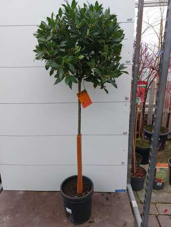 Bay Tree Lollipop 1.5m