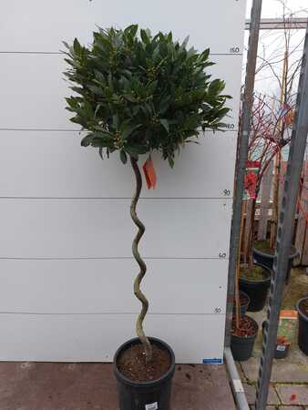 Bay Tree Lollipop with twisted stem (1.5m)