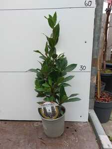 Bay Tree Medium (50cm)