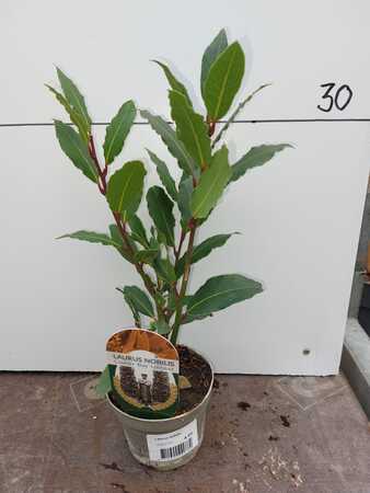 Bay Tree Small (30cm)