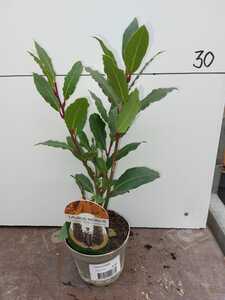 Bay Tree Small (30cm)