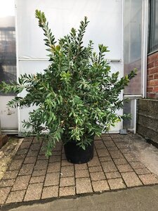 Callistemon Laevis Bottlebrush 10L