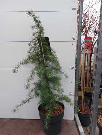 Cedrus deodara