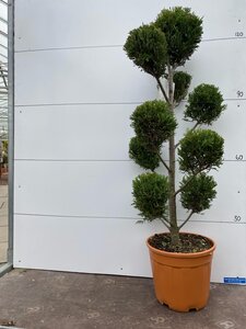 Cloud Tree Topiary Cypress (4-5ft)