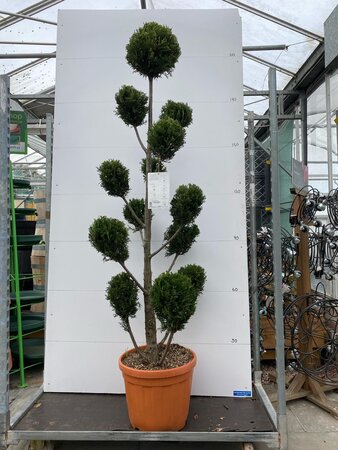 Cloud Tree Topiary Cypress (6-7ft)