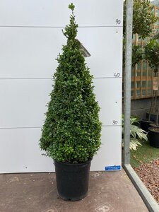 Cone Topiary Box