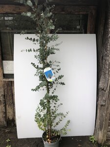 Eucalyptus gunnii