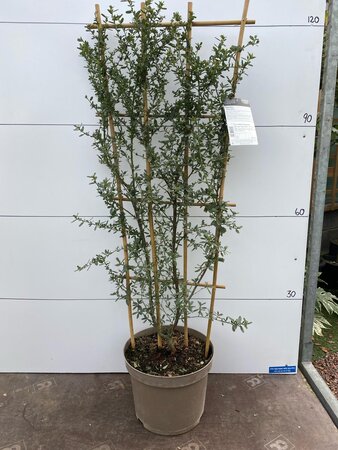 Fan Trellis Ceanothus Italian Skies