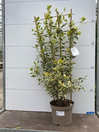 Fan Trellis Evergreen Spindle