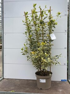 Fan Trellis Evergreen Spindle