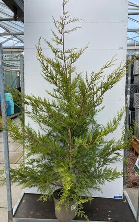 Golden Leylandii Hedging