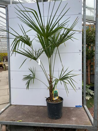 Hardy Palm Tree (Trachycarpus Fortunei)