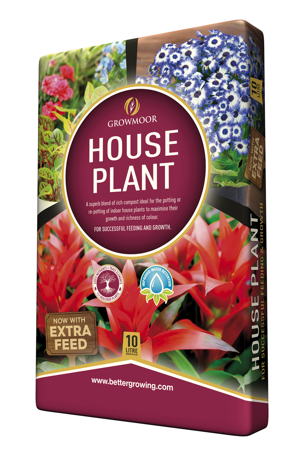 Indoor House Plant Tyne Valley Garden Centre