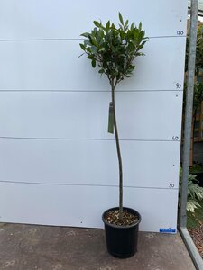 Lollipop Trained Bay Tree