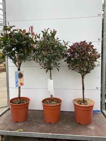 Lollipop Trained Photinia Carré Rouge - image 2