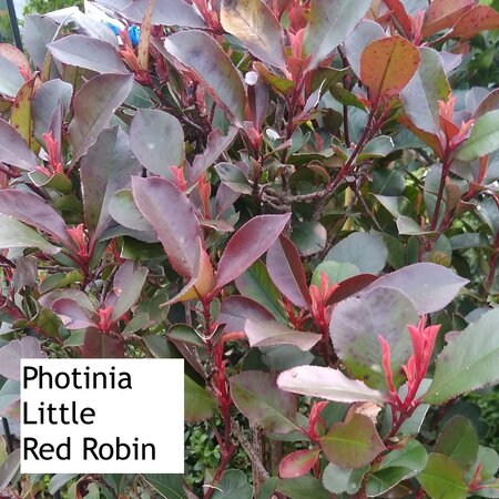 Lollipop Trained Photinia Little Red Robin - image 1