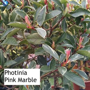 Lollipop Trained Photinia Pink Marble