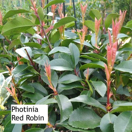 Lollipop Trained Photinia Red Robin - image 1
