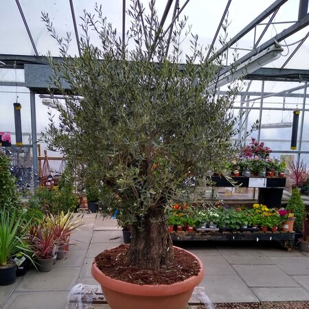 Olive Tree Extra Large