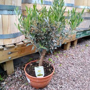 Olive Tree In Bowl