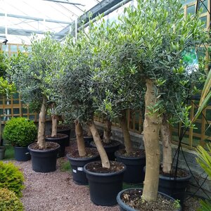 Olive Tree Mature Trunk
