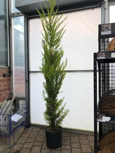 Pencil Cypress Gold Crest 10L