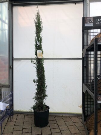 Pencil Cypress Pyramidalis 12L