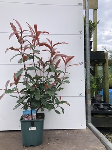 Photinia serratafolia 'Crunchy'
