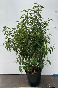 Portuguese Laurel 4-5ft