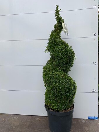 Spiral Topiary Box Tree