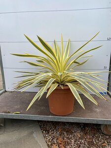 Yucca Bright Star